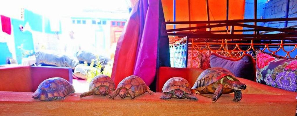 Rainbow Marrakech Guest House Marrakesh Luaran gambar